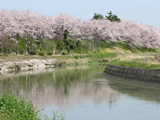 安八郡 桜写真002