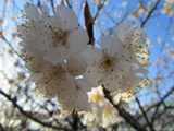 安八郡 桜写真003