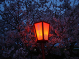 安八郡 桜写真005