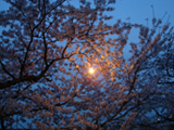 安八郡 桜写真006
