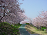 安八郡 桜写真007