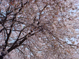 安八郡 桜写真008
