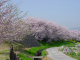 安八郡 桜写真009