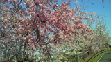 安八郡 桜写真010
