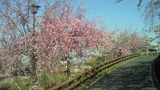 安八郡 桜写真011