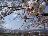 不破郡 桜写真001