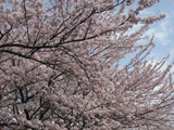 不破郡 桜写真003