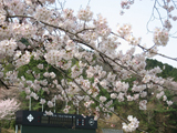 不破郡 桜写真004