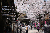 揖斐郡 桜写真002