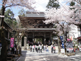 揖斐郡 桜写真003