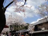 揖斐郡 桜写真004