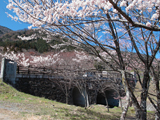 揖斐郡 桜写真005