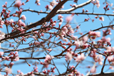 揖斐郡 桜写真006