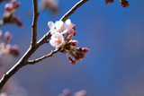 揖斐郡 桜写真008