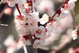 揖斐郡 桜写真009