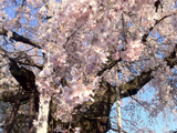 揖斐郡 桜写真010