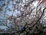 海津市 桜写真001