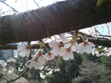 海津市 桜写真002