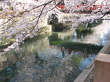大垣市 桜写真001