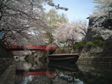 大垣市 桜写真003
