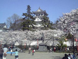 大垣市 桜写真004