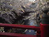 大垣市 桜写真005