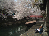 大垣市 桜写真006