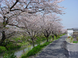 大垣市 桜写真008