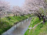 大垣市 桜写真009