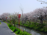 大垣市 桜写真010