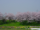 大垣市 桜写真011