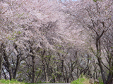 大垣市 桜写真012