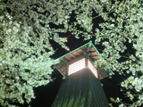 大垣市 桜写真013