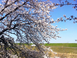大垣市 桜写真014