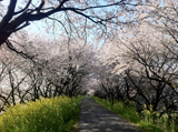 大垣市 桜写真015