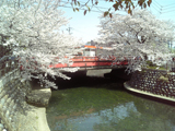 大垣市 桜写真016