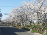 大垣市 桜写真017
