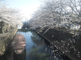 大垣市 桜写真018