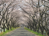 大垣市 桜写真019