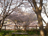 大垣市 桜写真020