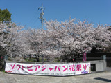 大垣市 桜写真021