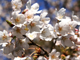 養老郡 桜写真001