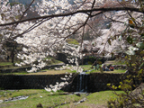 養老郡 桜写真002