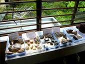 金生山化石館の館内風景写真5