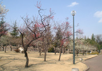 東公園　梅の写真