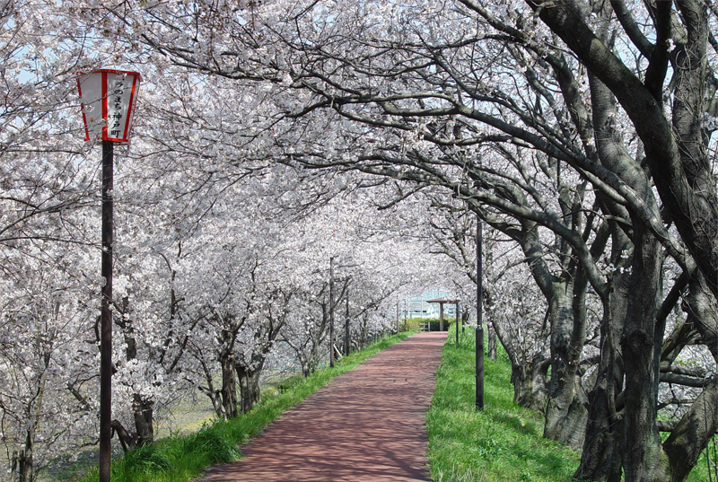 輪中提の桜並木(神戸町)