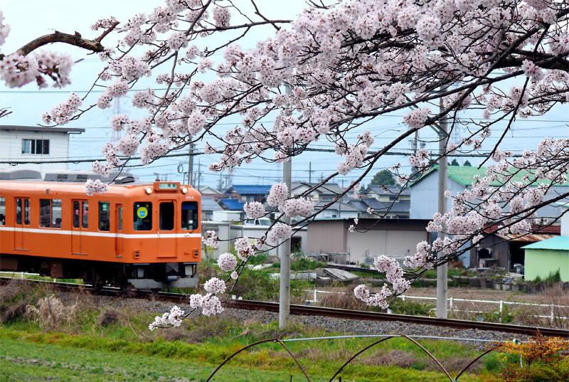 輪中提の桜並木(神戸町)