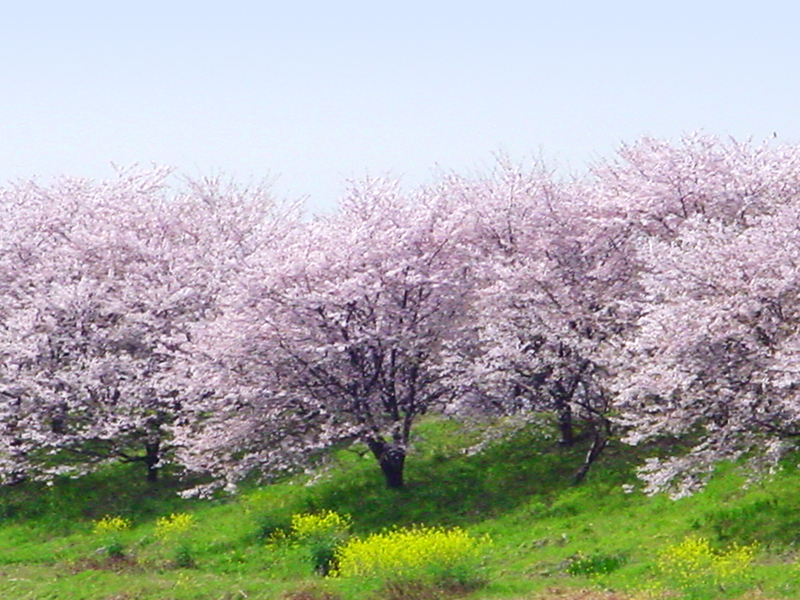 曽根堤の桜並木(大垣市)