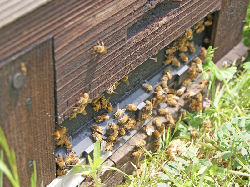 小森養蜂場の写真