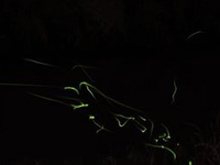 2011/6/3¡¡¹ºÀ¥Àî¤Î·Ö¤ÎÍÍ»Ò2